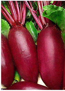 Burak ćwikłowy 'Opolski' P.Seeds