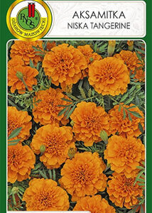 Aksamitka niska Tangerine 1g PNOS