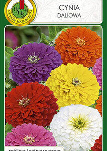 Cynia daliowa mieszana 1g PNOS