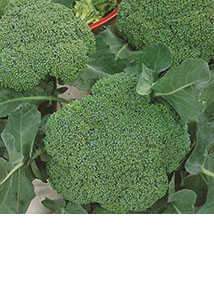 Brokuł Calabrese Natalino 1g Premium Seeds