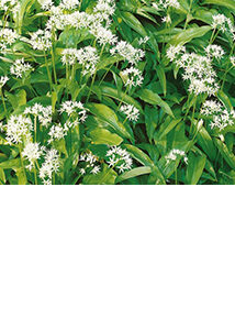 Czosnek niedźwiedzi 0.5g Premium Seeds