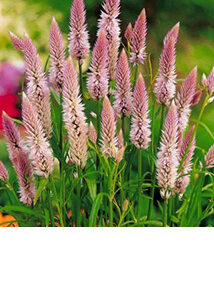 Celozja kłosowa 0,3g Premium Seeds