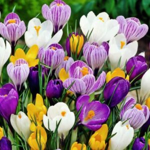 Botanical crocus Mix 10pcs