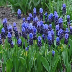 Muscari Szafirek Latifolium - 10szt.