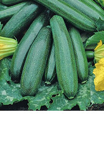 Cukinia 'Astra polka' Premium Seeds 3g