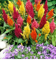 Celozja pierzasta Mix Premium Seeds 0,5g