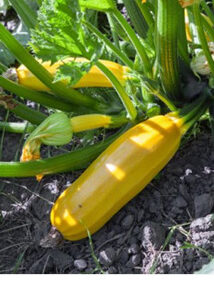 Cukinia 'Goldena' Premium Seeds 3g