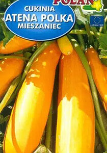 Cukinia ' Atena Polka ' 3g Polan