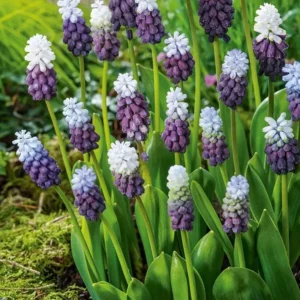 Muscari - Szafirek Grape Ice 5 szt.