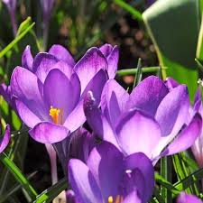 Krokus Wiosenny Ruby Giant 10 szt