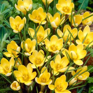 Krokus żółty wiosenny Romance 10szt