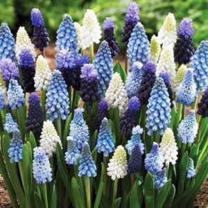 Muscari Szafirek mieszanka mix 10szt.