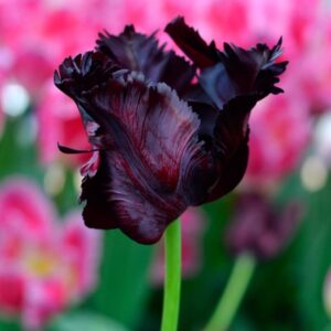 Tulipan papuzi 'Black Parrot' 5szt.