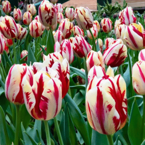 Tulipan Triumph ‘Grand Perfection’ 5szt.