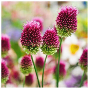 Allium Shearocephalon Headed Garlic 10 bulbs