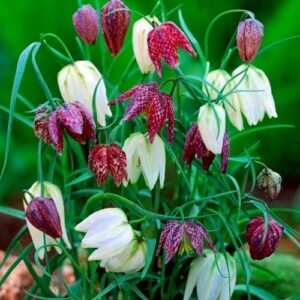 Fritillaria Szachownica kostkowata 5 szt.