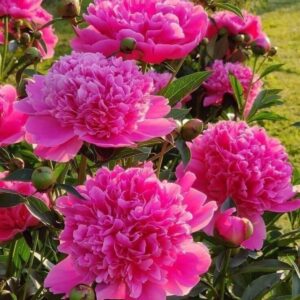 Piwonia chińska Ursynów 1 szt.