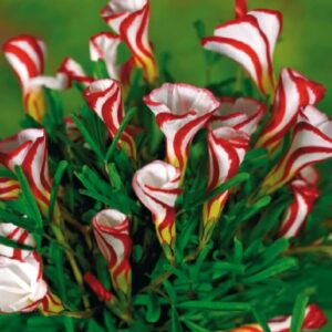 Oxalis Szczawik Versicolor 1 szt.