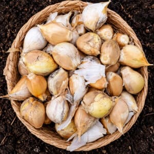 Elephant garlic  big 4.5cm-6,5cm 1 clove