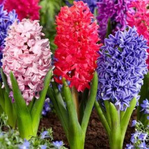 Hiacynt mieszanka mix 3 szt. 16/17