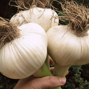 Czosnek słoniowy średni 3.5cm -4,5m 1 ząbek