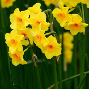 Żonkil narcyz polski tradycyjny 5szt.