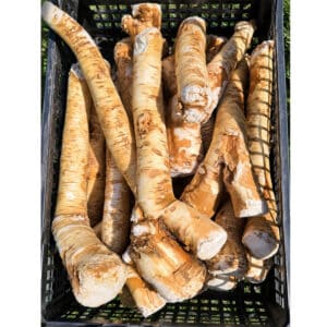 Horseradish – Root for planting (2 pcs)
