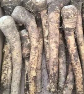 Chrzan- Korzeń Pospolity 2 szt sadzonki chrzanu