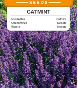 Catmint 0,5g Premium Seeds