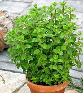 Majeranek ogrodowy 0,75g Premium Seeds