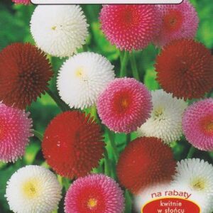 Stokrotka pomponowa MIX 0,1g. Plantico