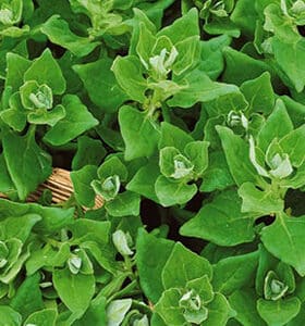 Szpinak nowozelandzki 5g Premium Seeds