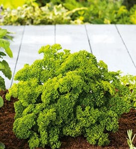 Parsley Moss Curled 2g Premium Seeds