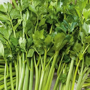Celery Verde Pascal 1g Premium Seeds
