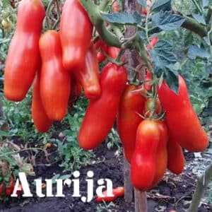 Tomato Aurija 15 seeds