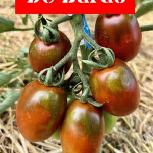 Tomato De Barao Black 10pcs seeds