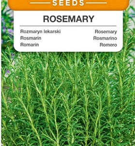 Rozmaryn lekarski 0,1 Premium Seeds