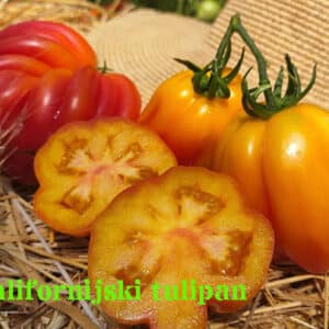 Pomidor Kalifornijski Tulipan - 10 nasion