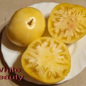 Tomato White beauty 10pcs seeds
