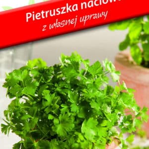 Pietruszka liściowa Gigante d`Italia - Mini Ogród 2g. Plantico
