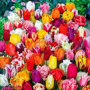 Tulipan polski mieszanka odmian i gatunków mix 10szt