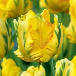 Parrot Tulip ‘Eagle Wings’ 5 Bulbs