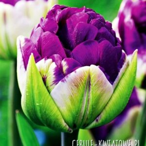 Double Tulip ‘Negrita Double’ – Elegant Dark Purple Blooms 5bulbs